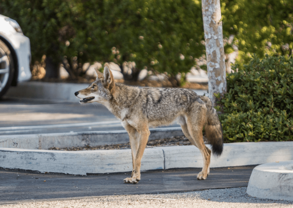 image-of-tactics-to-use-with-coyotes-in-streets