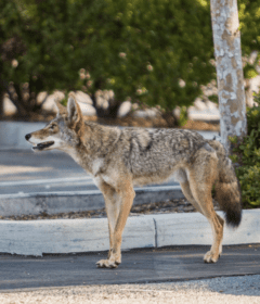 Tactics-To-Use-With-Coyotes