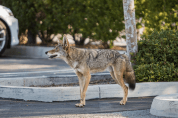 Tactics-To-Use-With-Coyotes