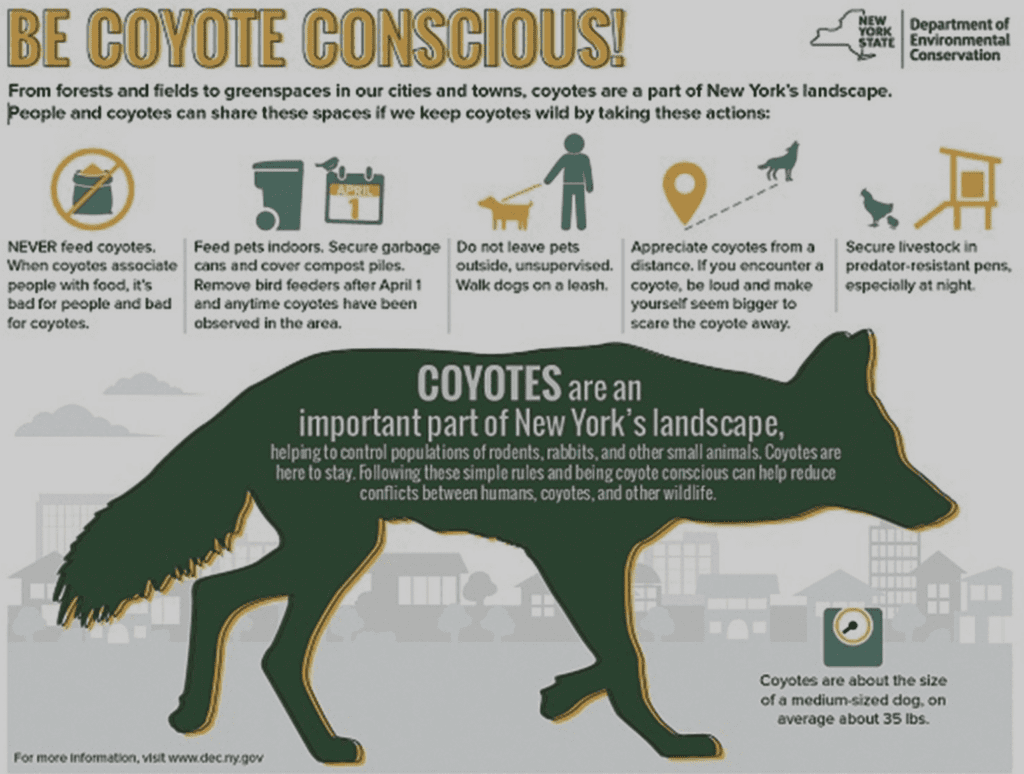 tactics-to-use-with-coyotes-be-coyote-conscious