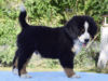 bernese-mountain-puppy-training