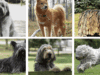 rarest-dog-breeds