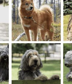 rarest-dog-breeds