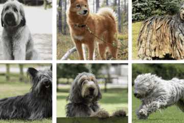 rarest-dog-breeds
