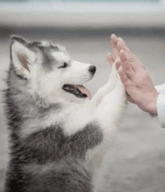 understanding-your-dog