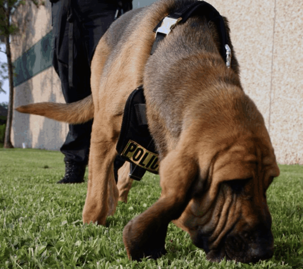 understanding-your-dog-biology-senses