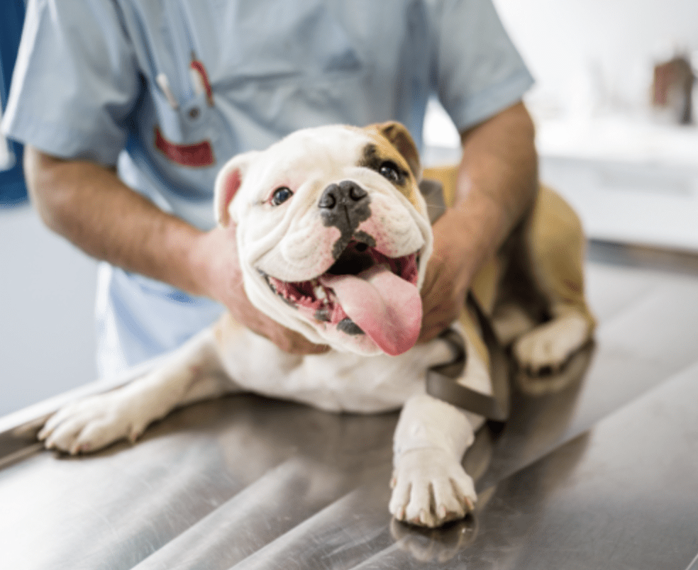 canine-health-wellness