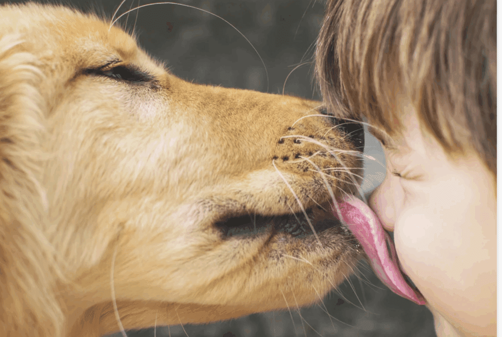 a-canines-licking