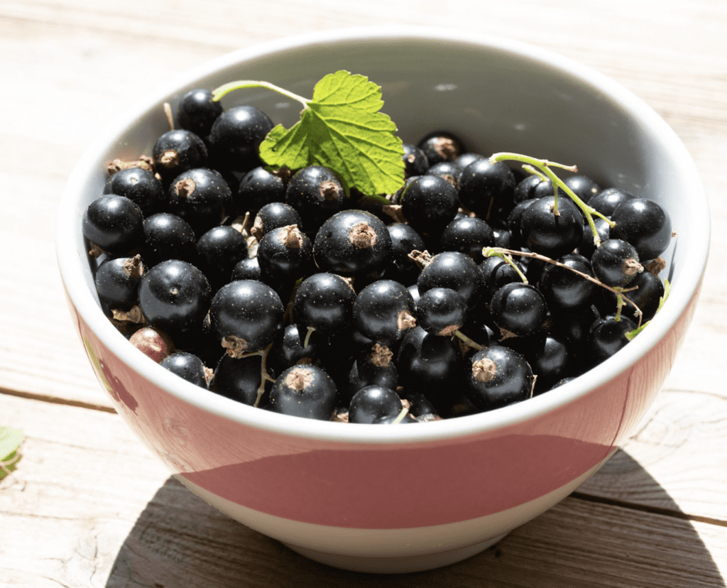 restaurant-predictions-black-currant