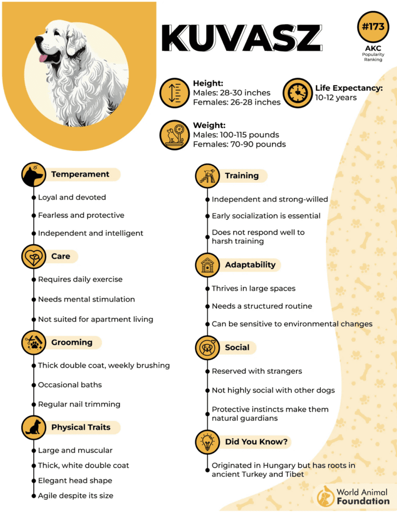 low-maintenance-guard-dogs-kuvasz