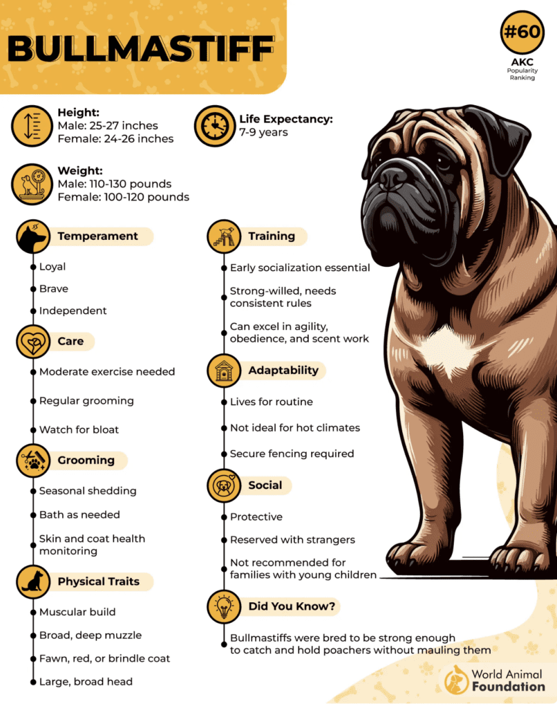 Bullmastiff-traits-characteristics-bullmastif