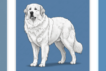 low-maintenance-guard-dogs