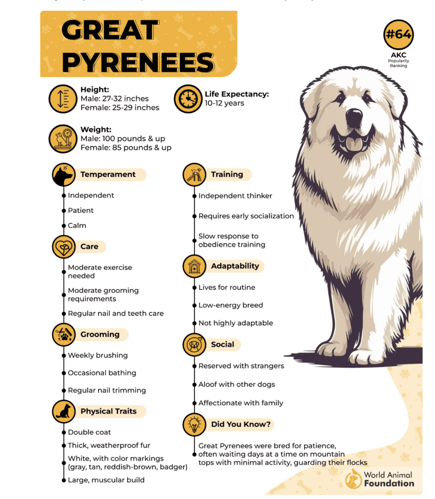 Pyreneese-traits-characteristics