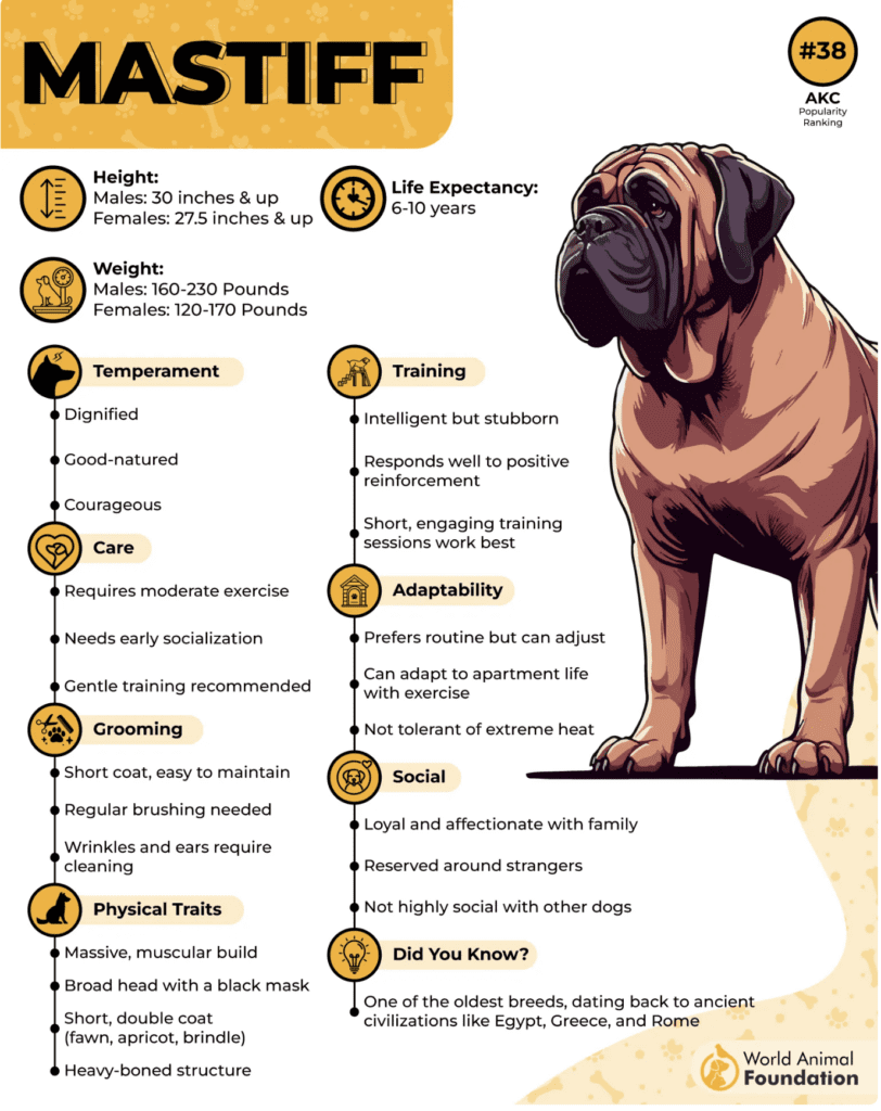 low-maintenance-guard-dogs-Mastiff