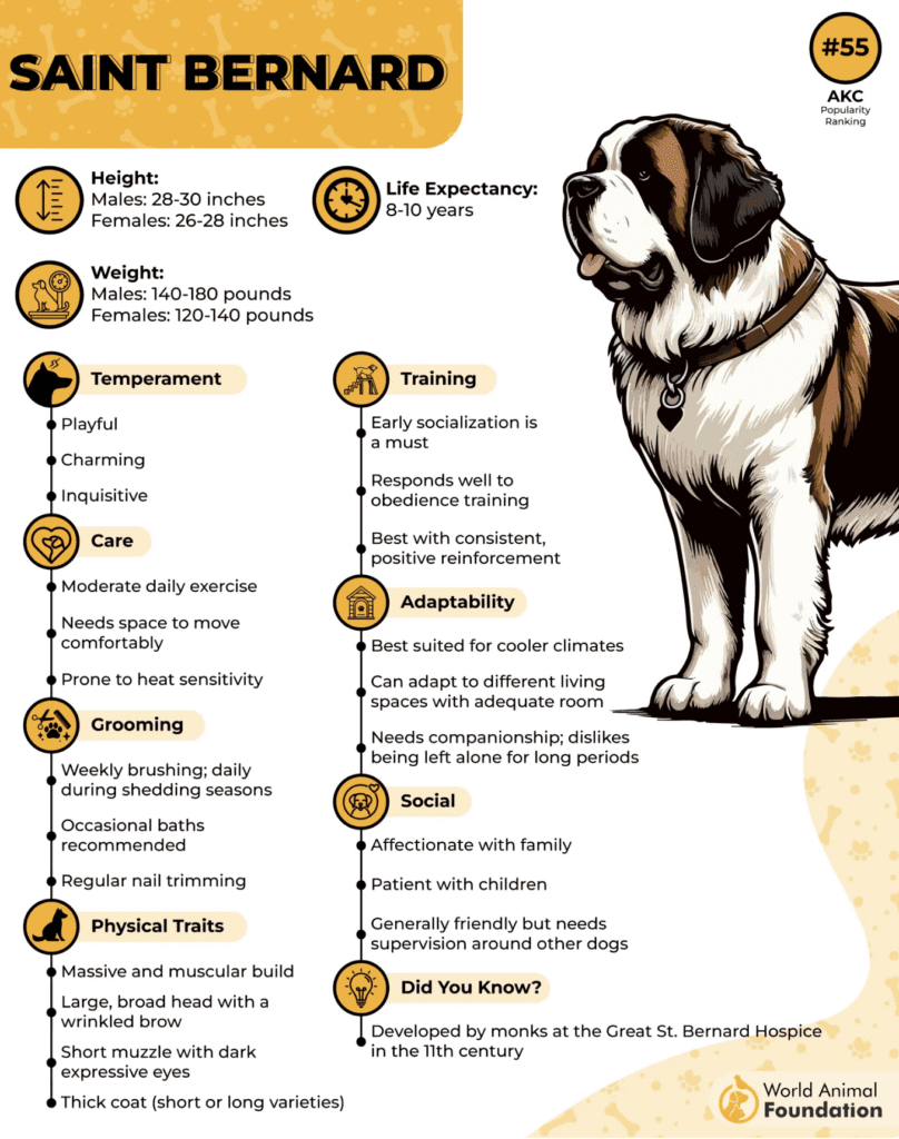 low-maintenance-guard-dogs-saint-bernard