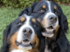 peace-loving-dog-breeds