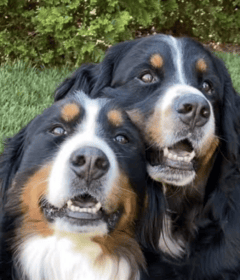 peace-loving-dog-breeds
