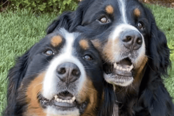 peace-loving-dog-breeds