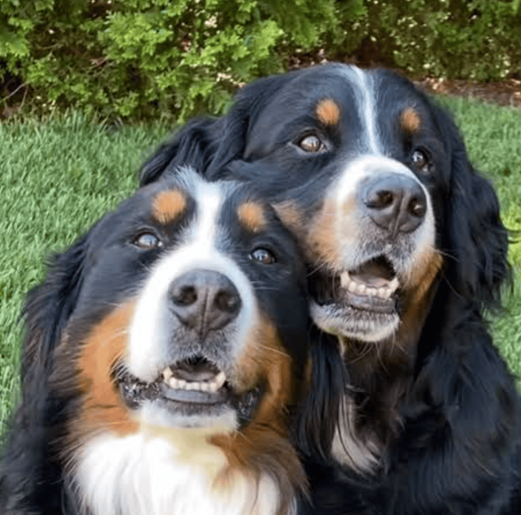 peace-loving-dog-breeds